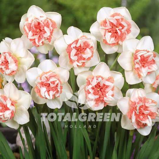 Daffodil Replete