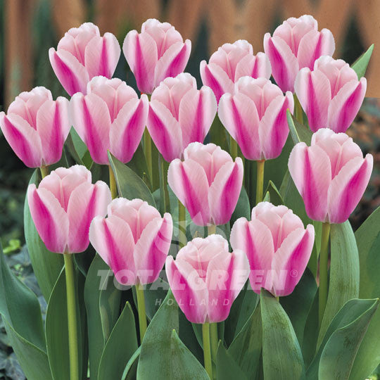 Tulips Darwin Hybrid Pink & White Flower Bulbs