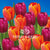 Tulips Triumph Orange Purple Mixed