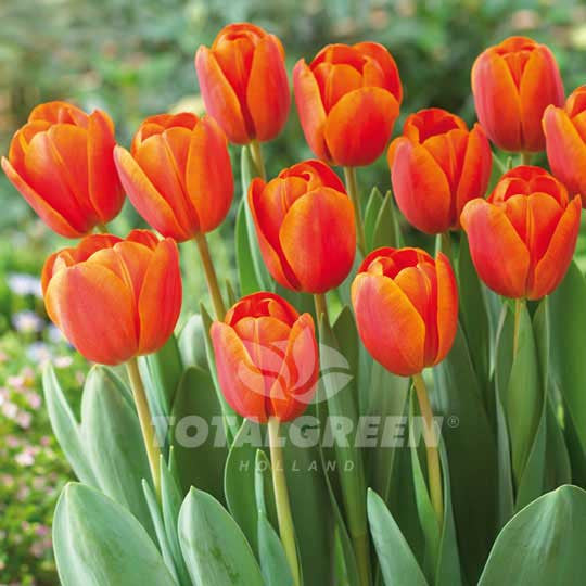Tulips Darwin Hybrid Orange