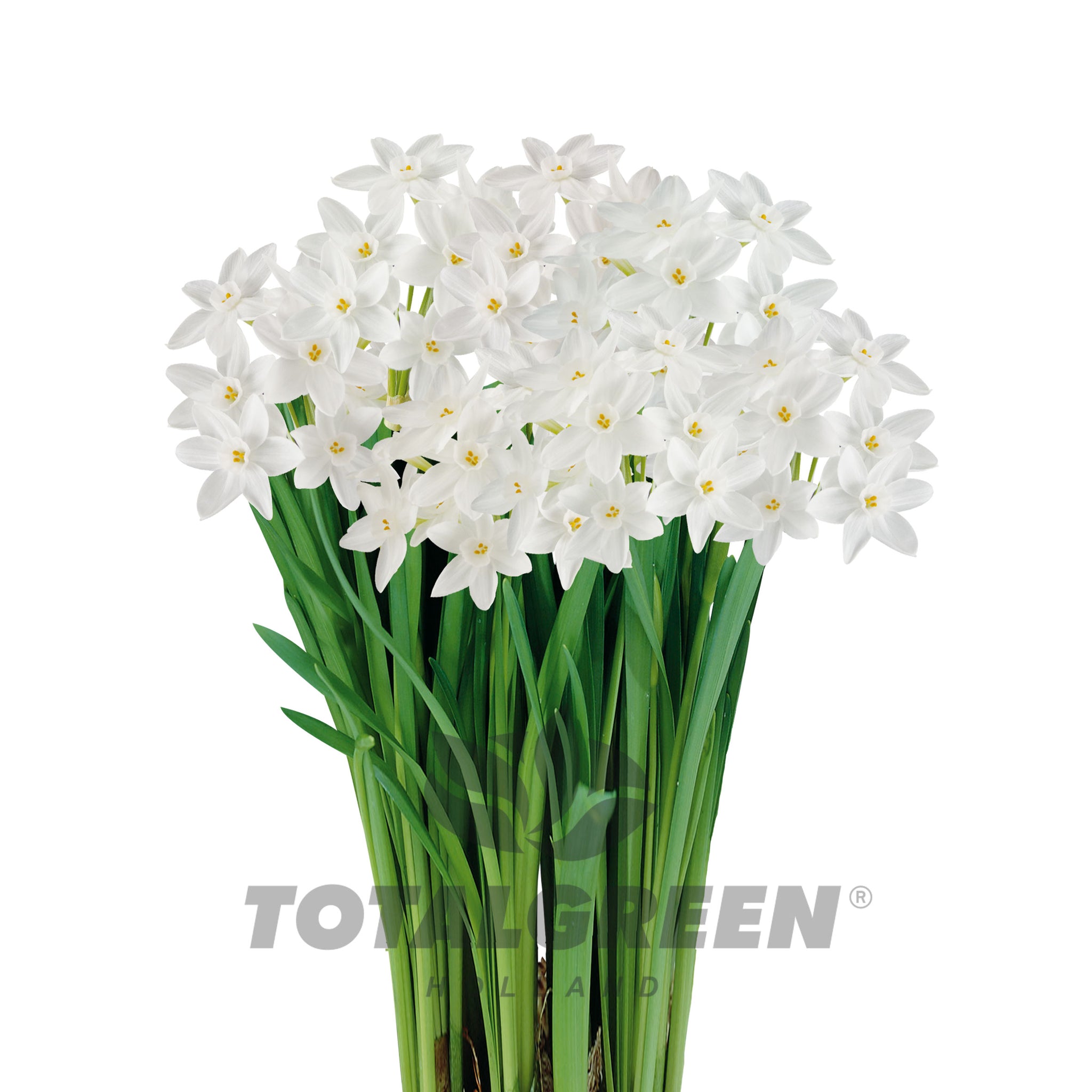 Narcissi Paperwhites Grow Kit