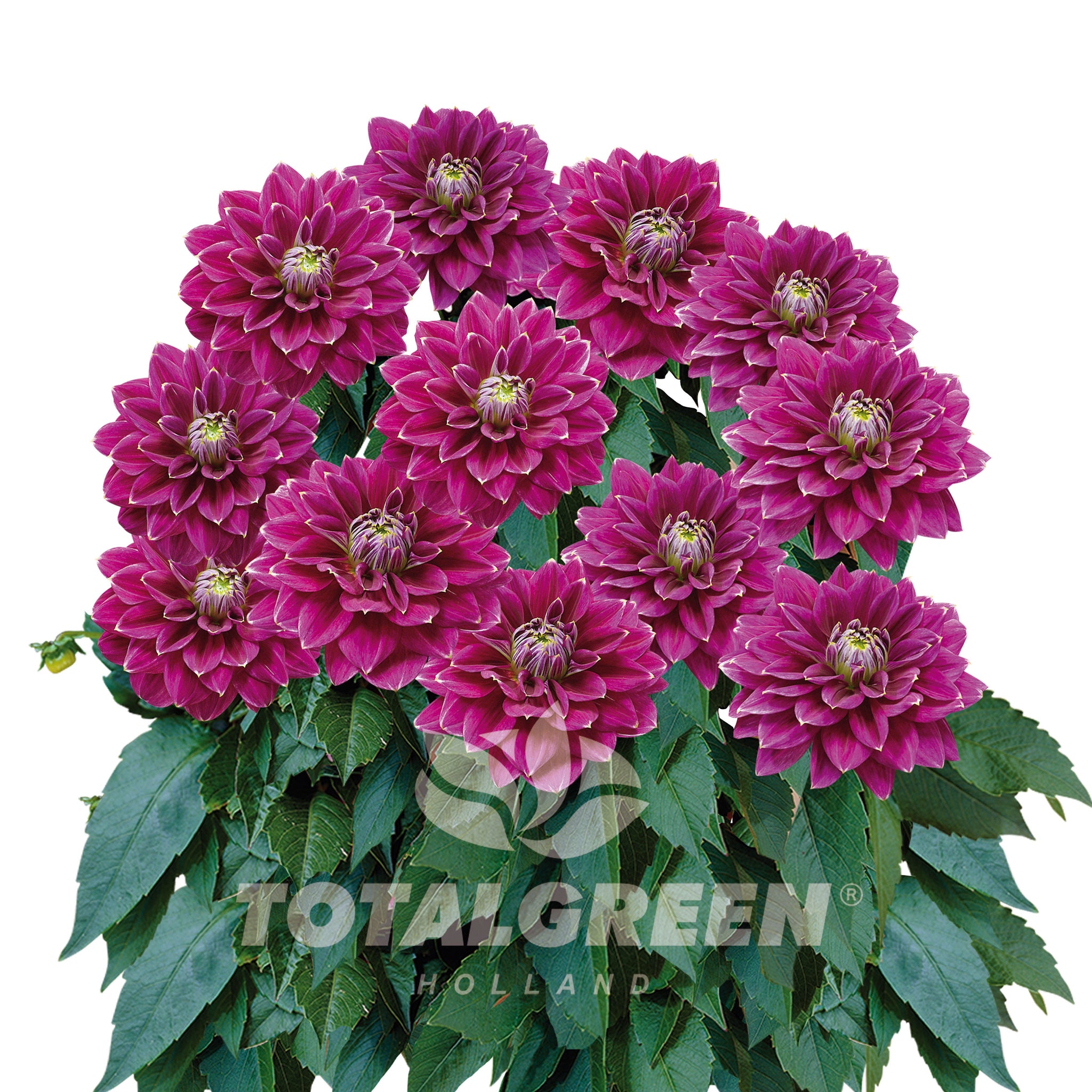Dahlia Seed Grow Kit in Basalt Pot