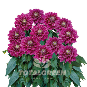 Dahlia Seed Grow Kit in Basalt Pot