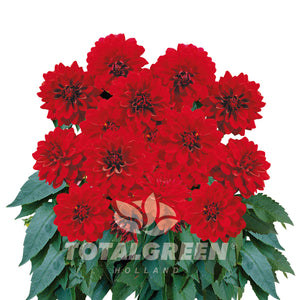 Dahlia Seed Grow Kit in Basalt Pot