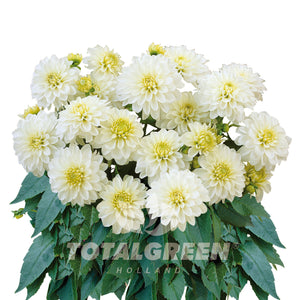 Dahlia Seed Grow Kit in Basalt Pot