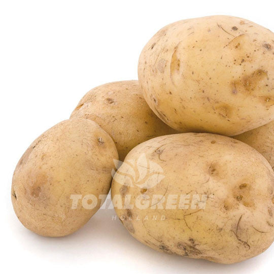 Potato Superior