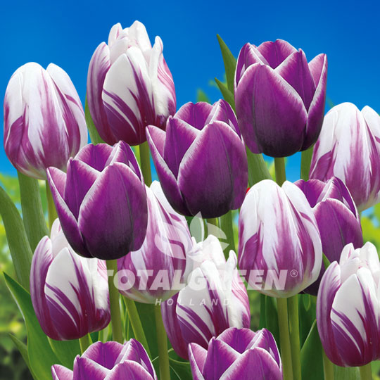 Tulips Purple White Mixed