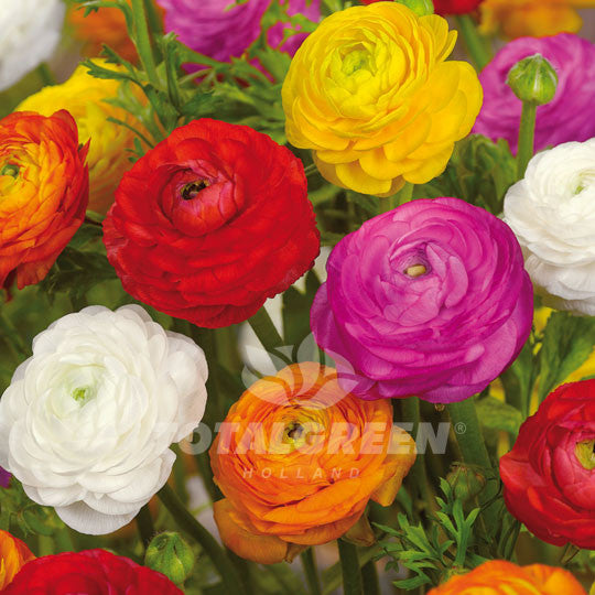 Buttercups Ranunculus Mixed Summer Flowering