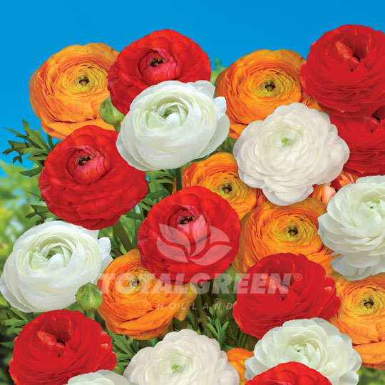 Buttercups Ranunculus Pastel Mixed Summer Flowering
