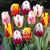Tulips Triumph Rembrandt Mixed