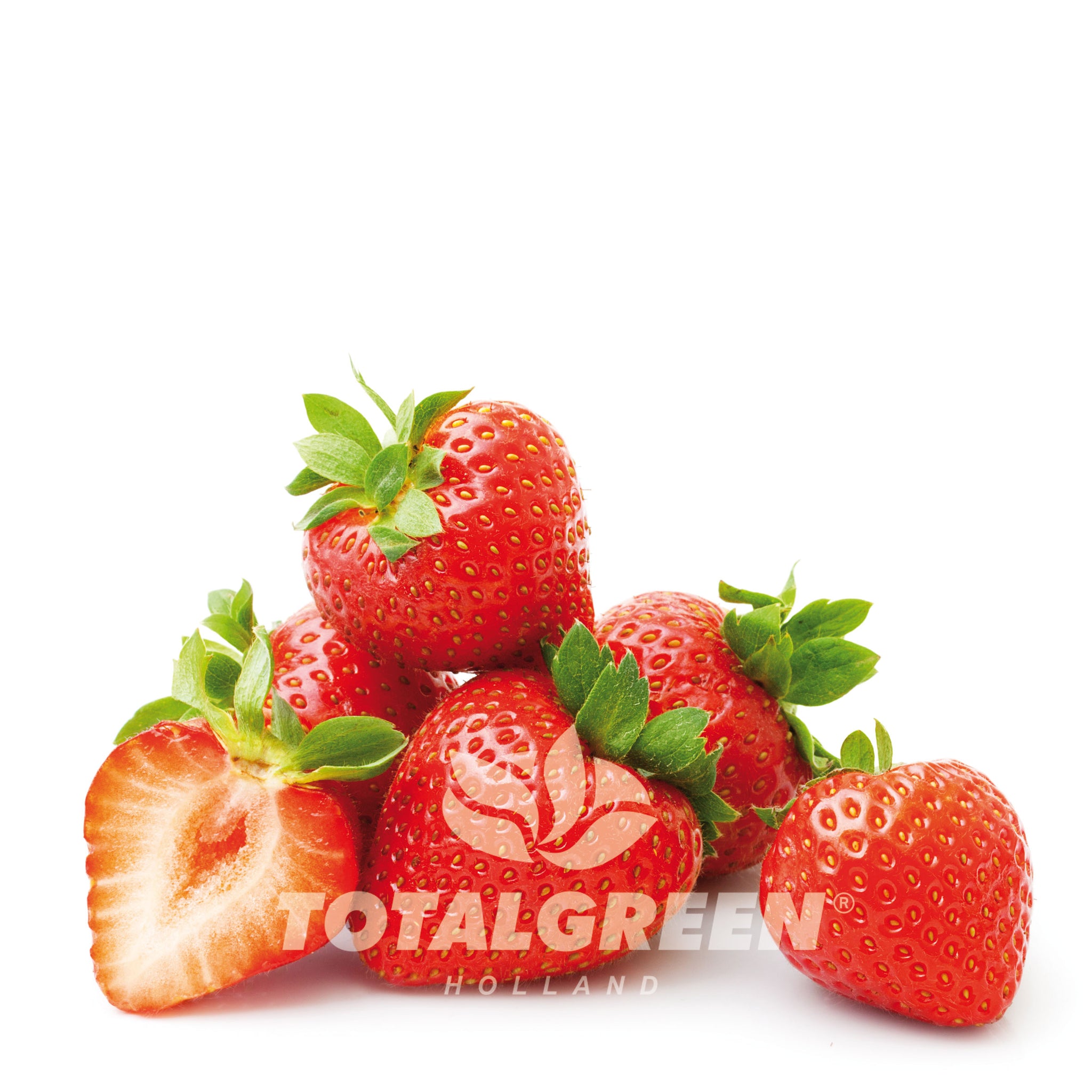 Strawberry Grow Kit in Pot