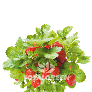 Strawberry Grow Kit in Pot