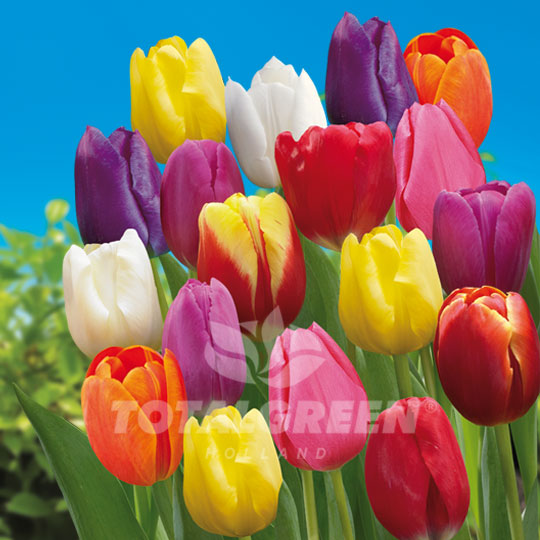 Tulips Triumph Mixed Colors