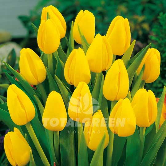 Tulips Darwin Hybrid Yellow
