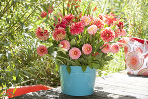 Be Sure to Plant Your Dahlias Soon