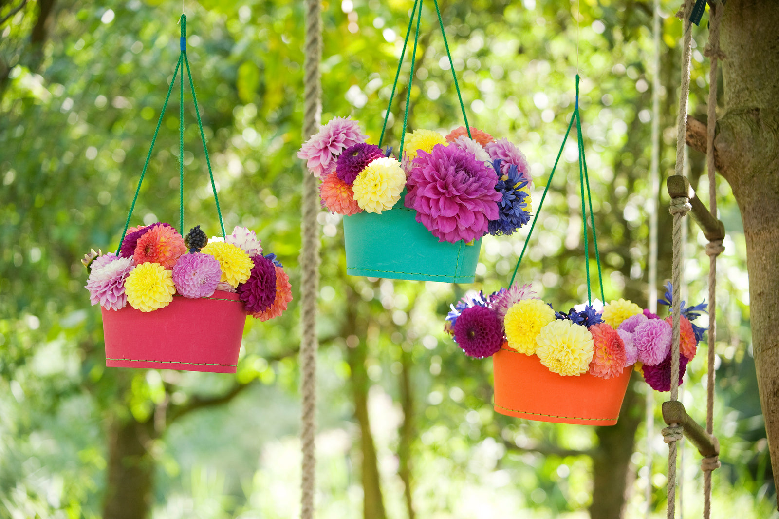 The Summer Sky is the Limit