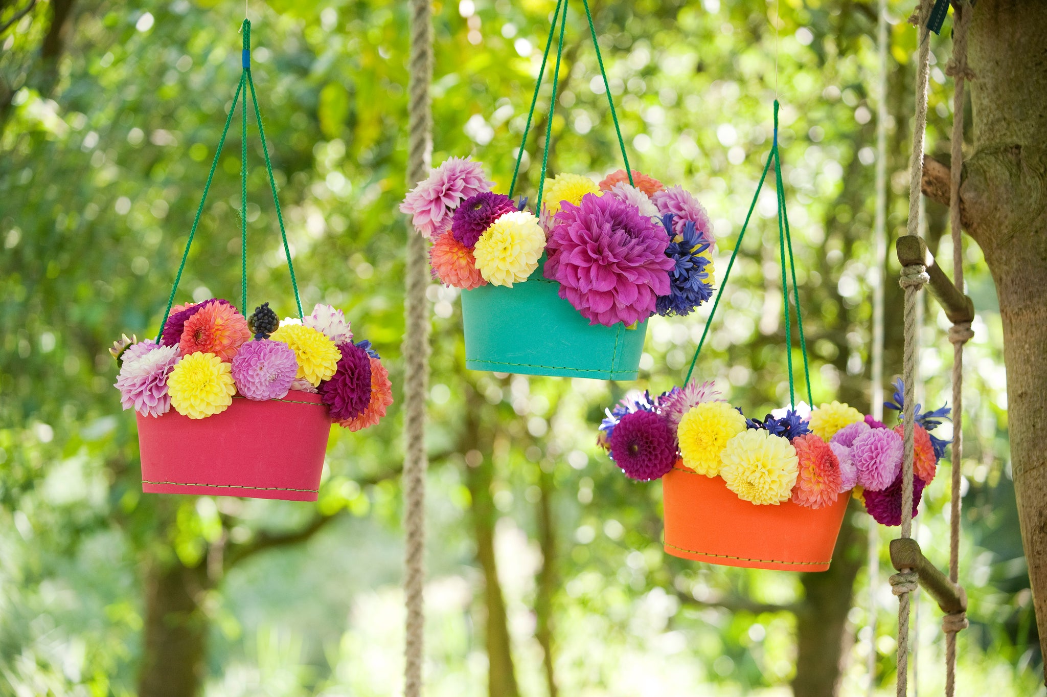 The Summer Sky is the Limit