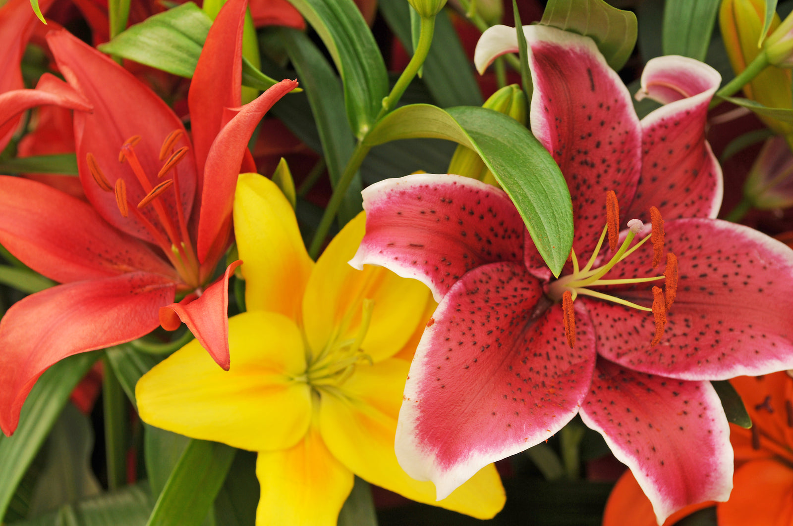 The calming effects of serene flowers