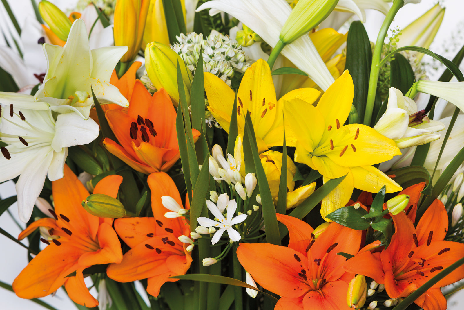 Summer’s finest flowers at home