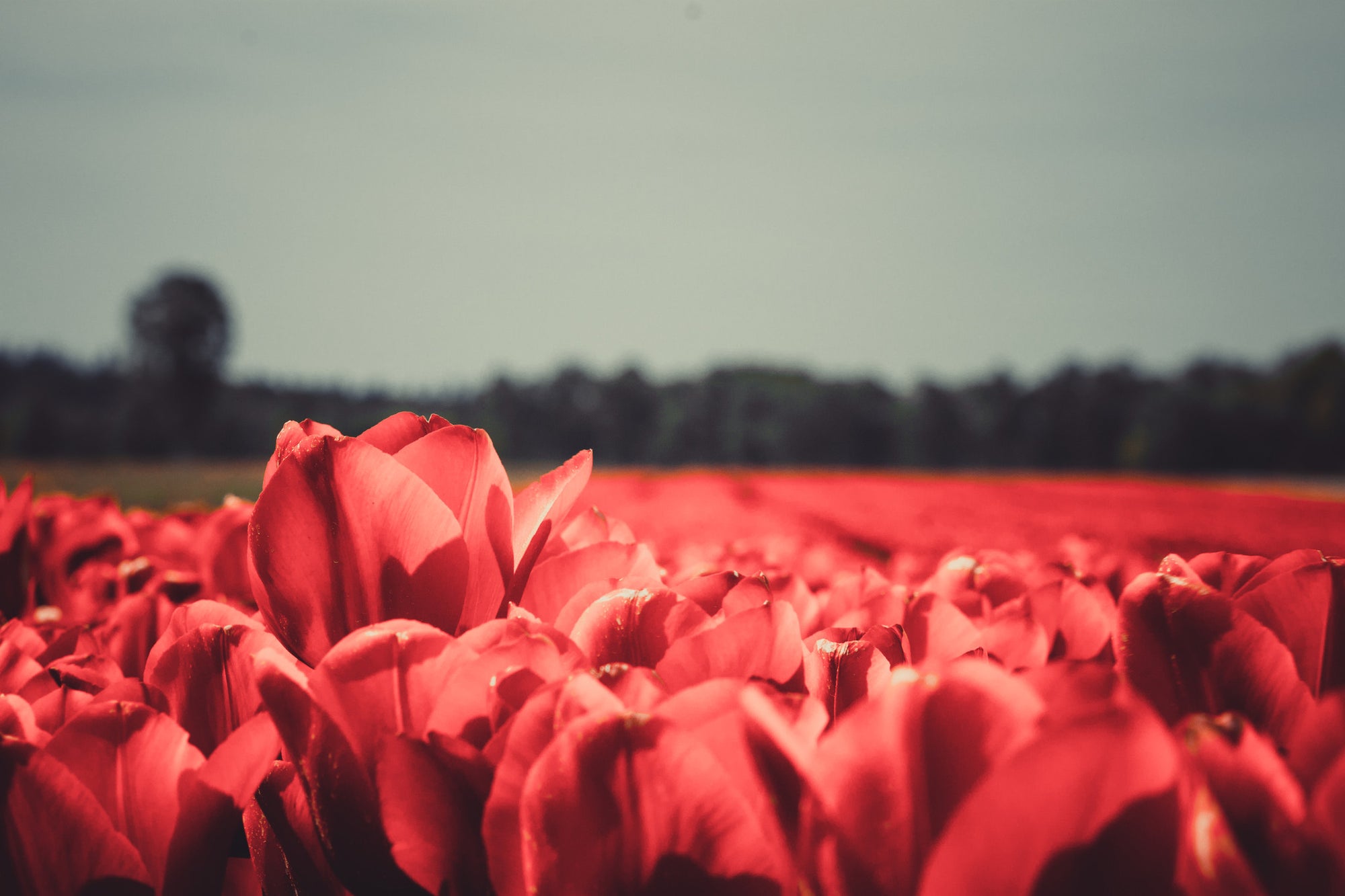 Tulip field - Netherlands