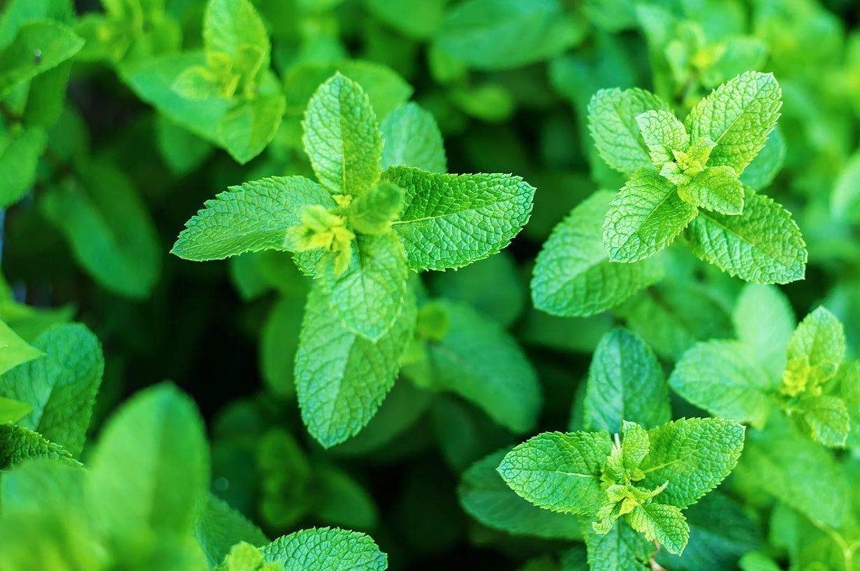 Vibrant Colors & Cooking Companions