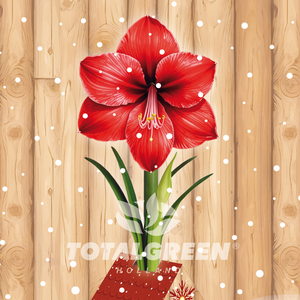 Amaryllis