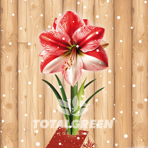 Amaryllis