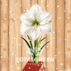 Amaryllis