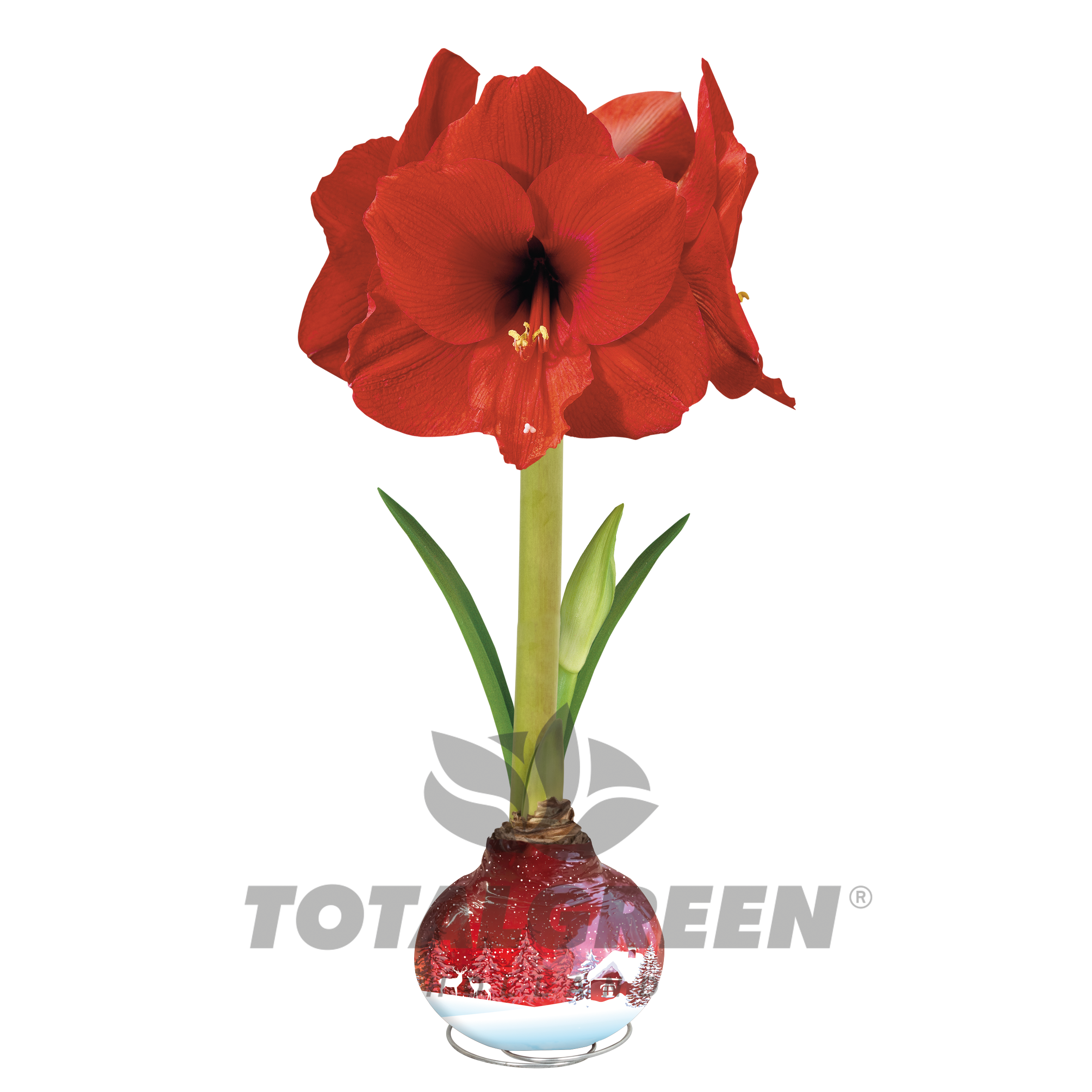 ASB_amaryllis_2362x.png?v=