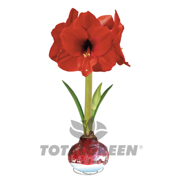 Amaryllisページ p_1001900170.jpg?product-images=m