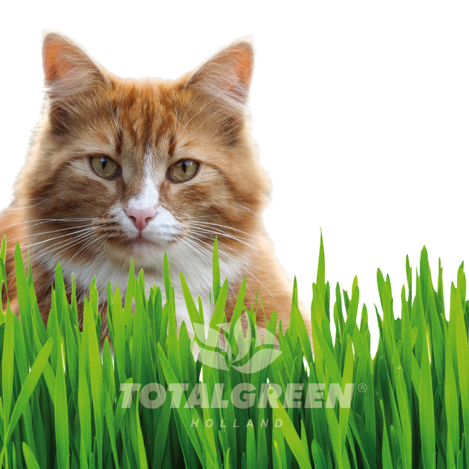 Pop Up Garden Cat Grass