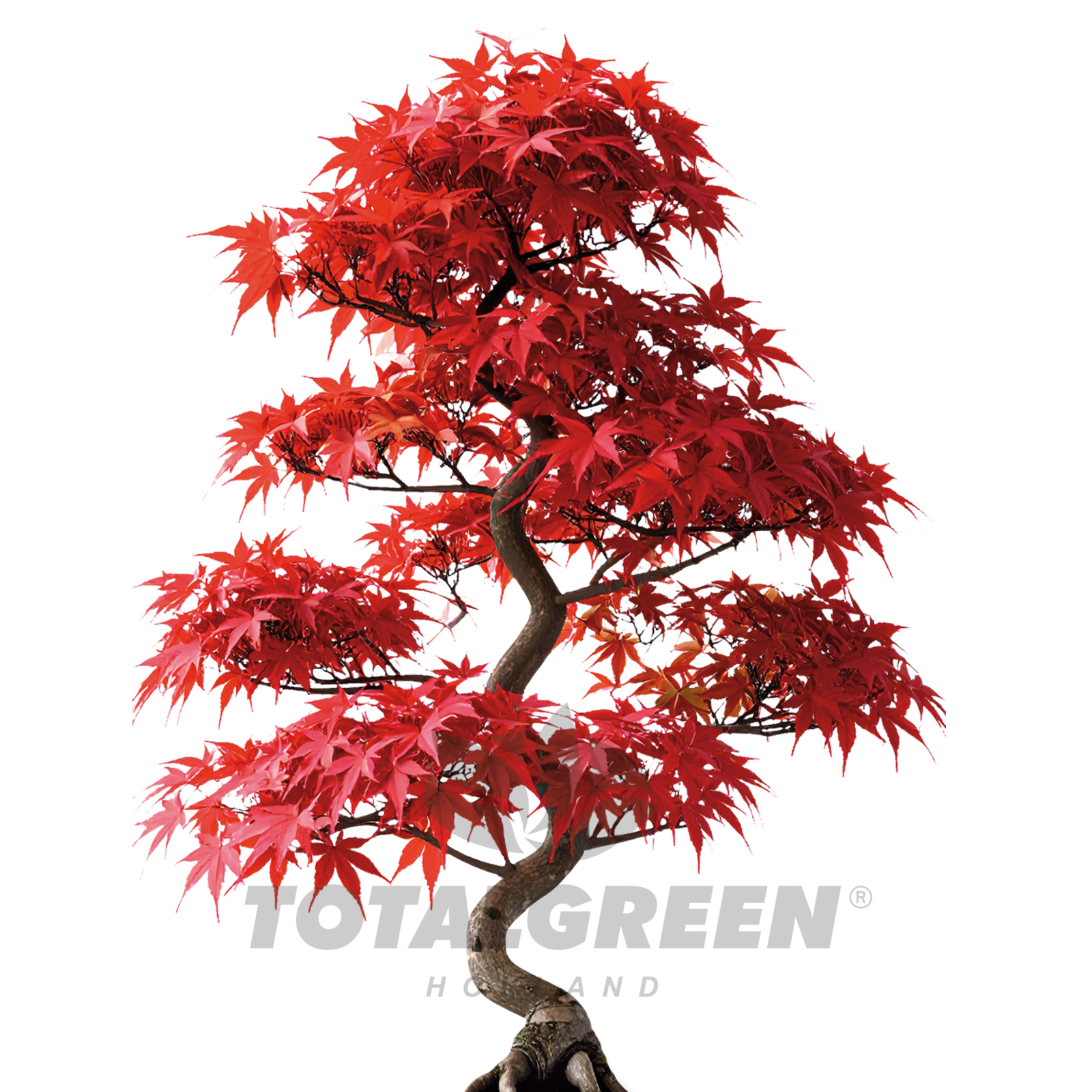 Bonsai Acer Palmatum