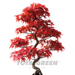 Bonsai Acer Palmatum Grow Kit