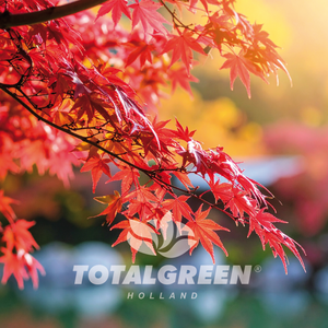 Bonsai Acer Palmatum Grow Kit