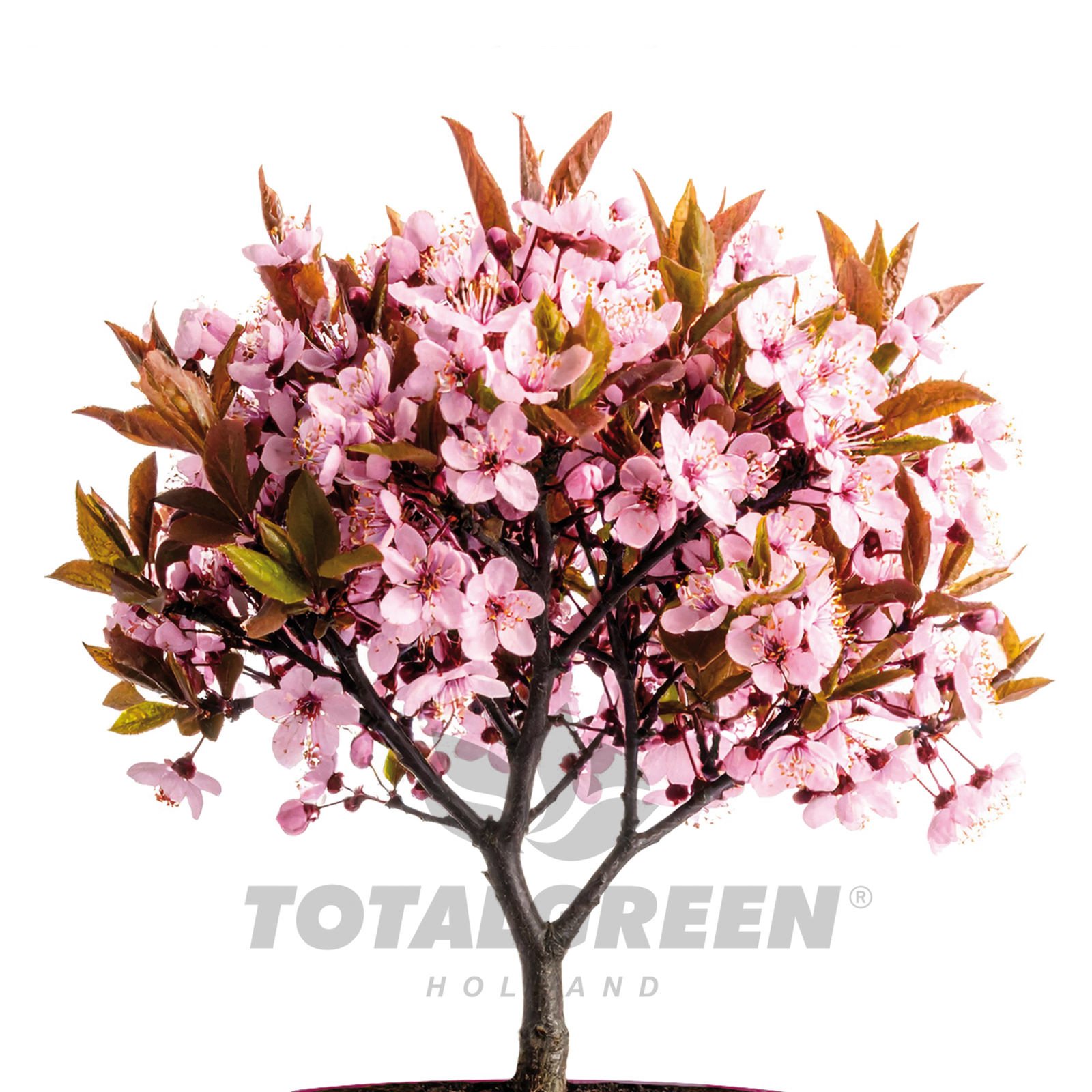 Japanese Cherry Plum