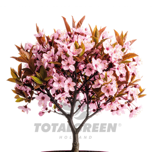Japanese Cherry Grow Kit