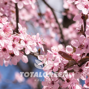 Japanese Cherry Grow Kit