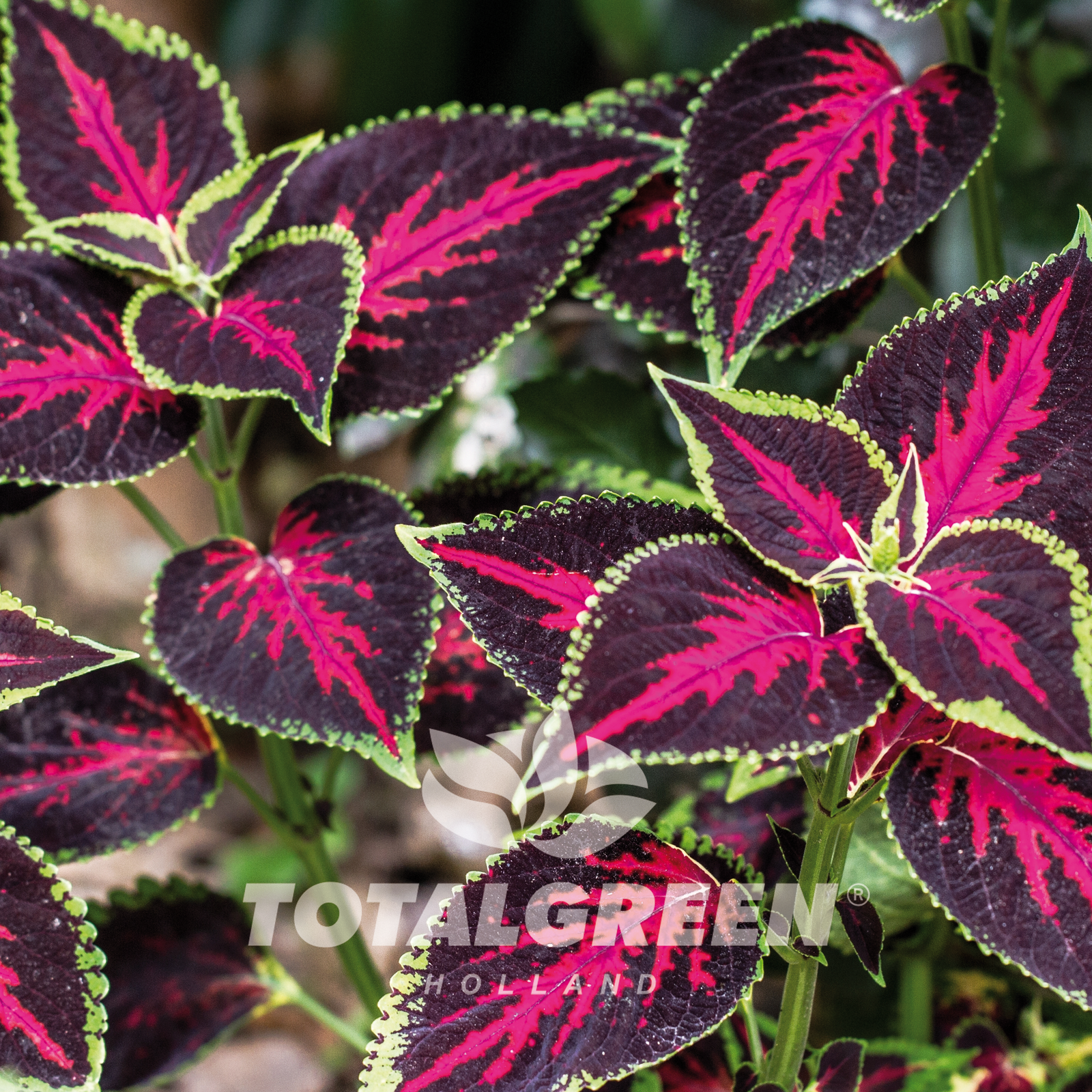 Coleus Blumei Grow Kit