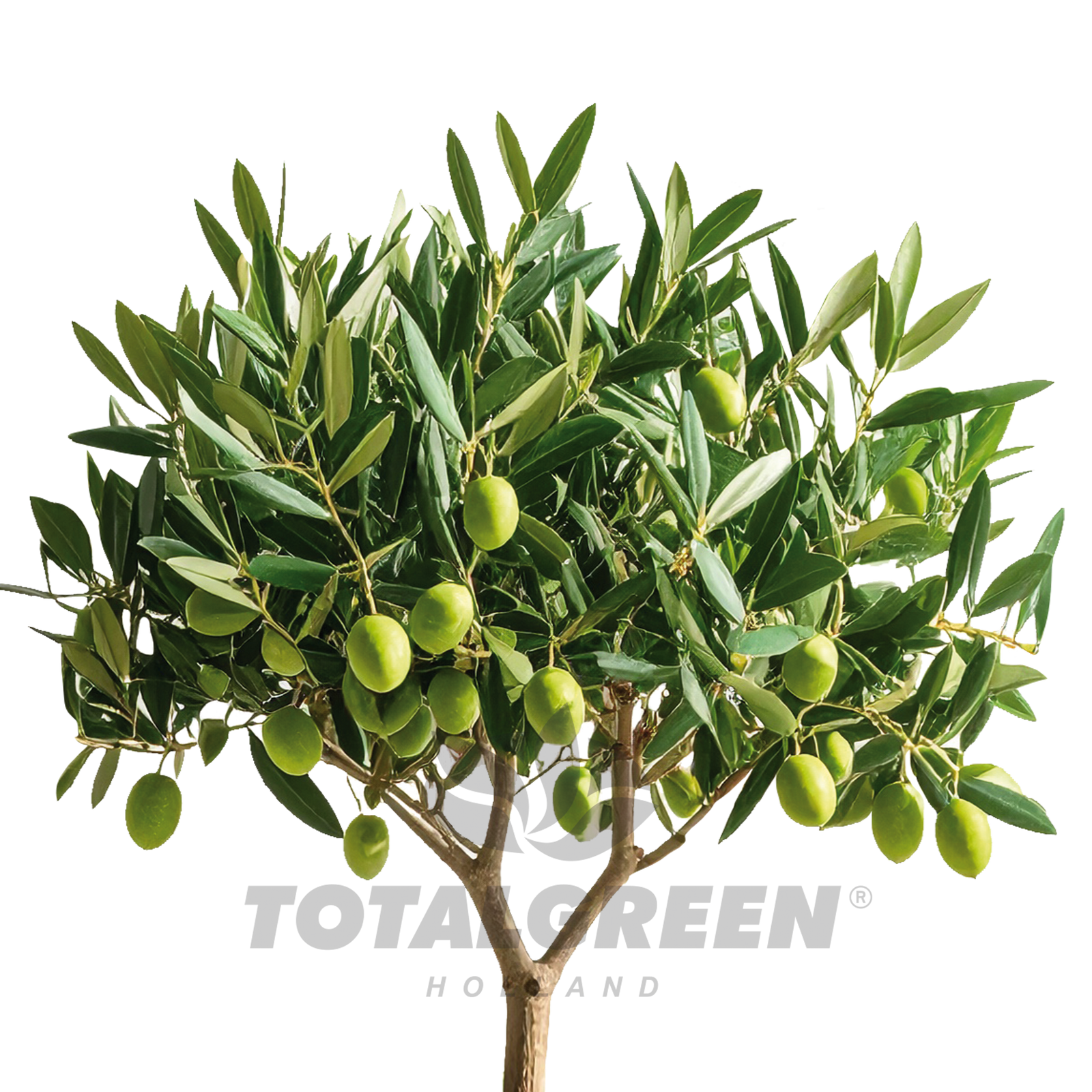 Olive Tree