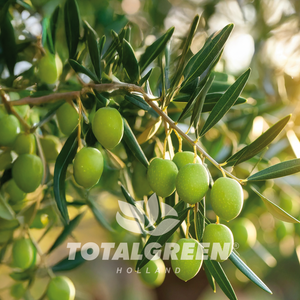 Olive Tree