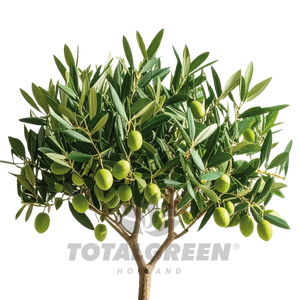 Olive Tree