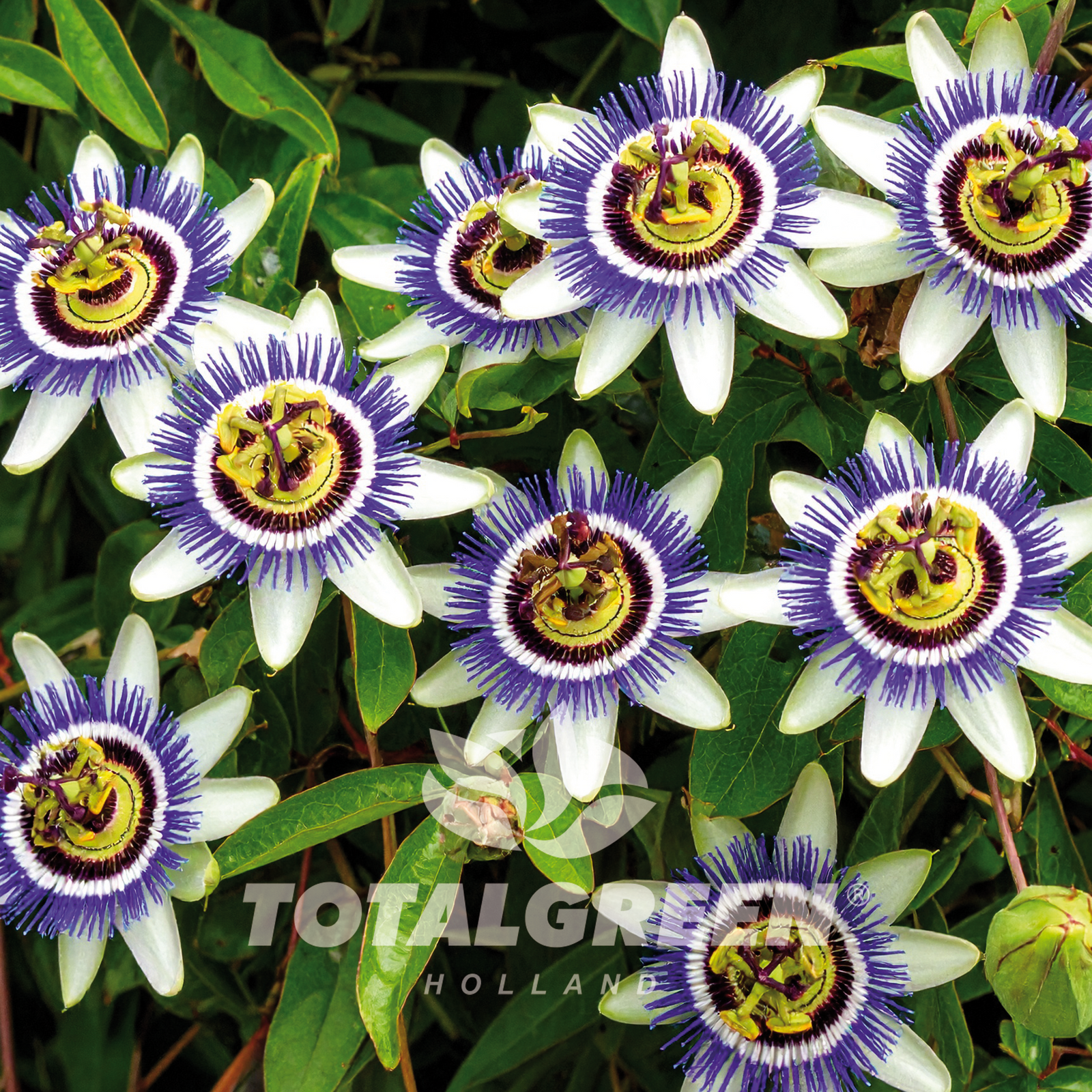 Passion Flower Grow Kit