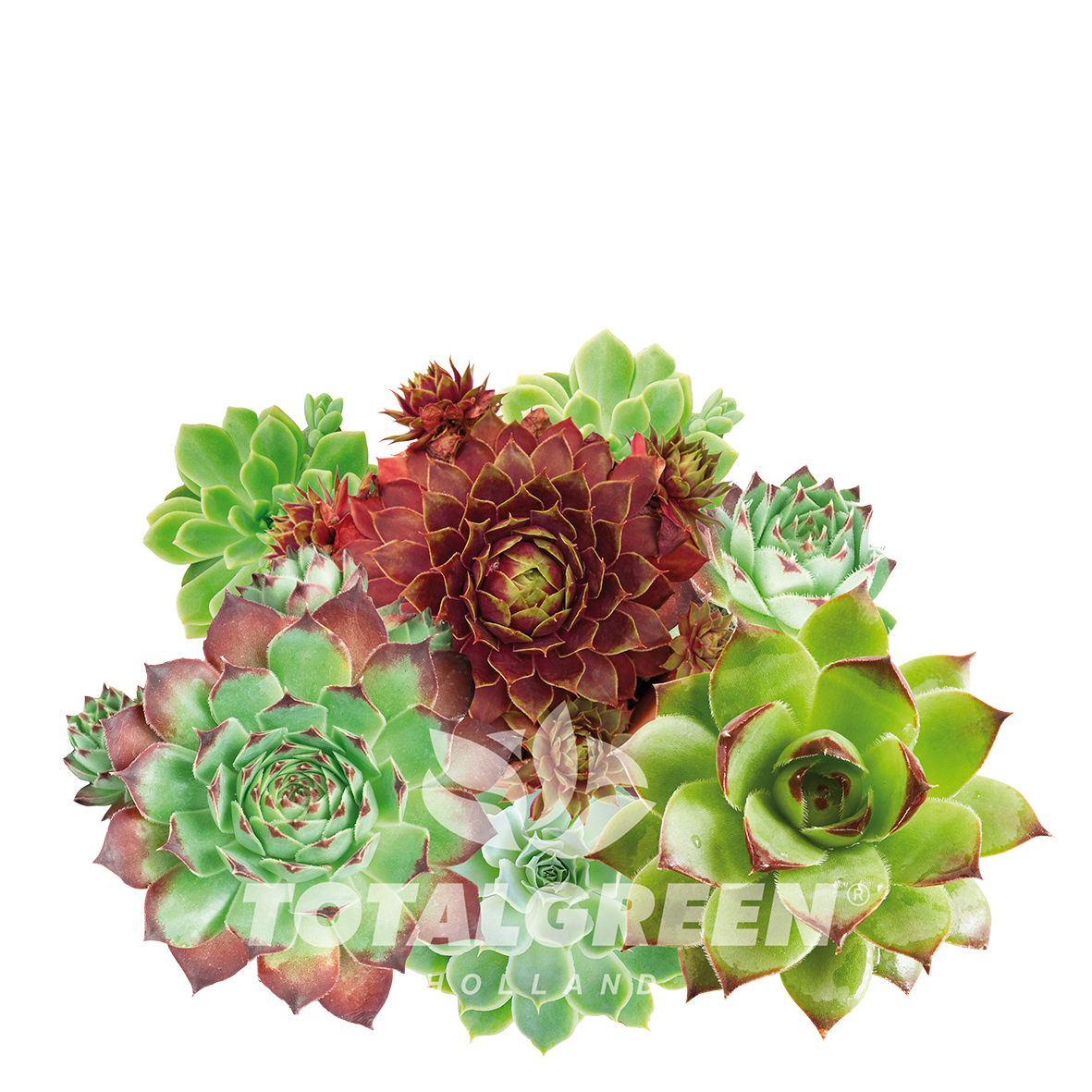 Mini Green House Sempervivum