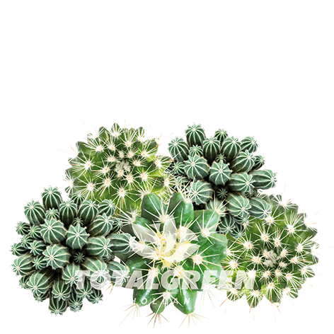 Mini Green House Cactus