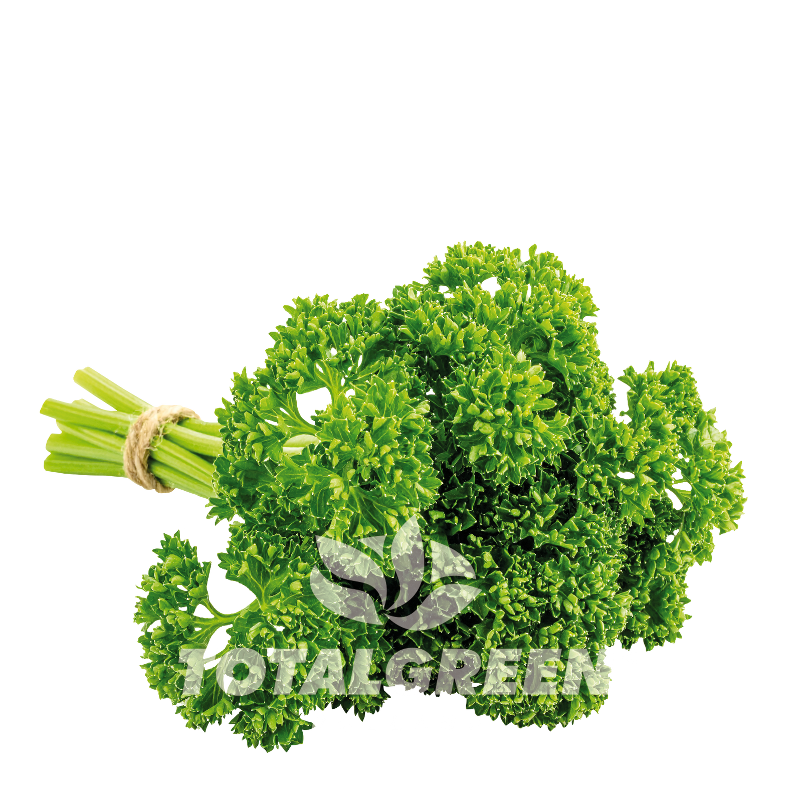 Pop Up Garden Parsley