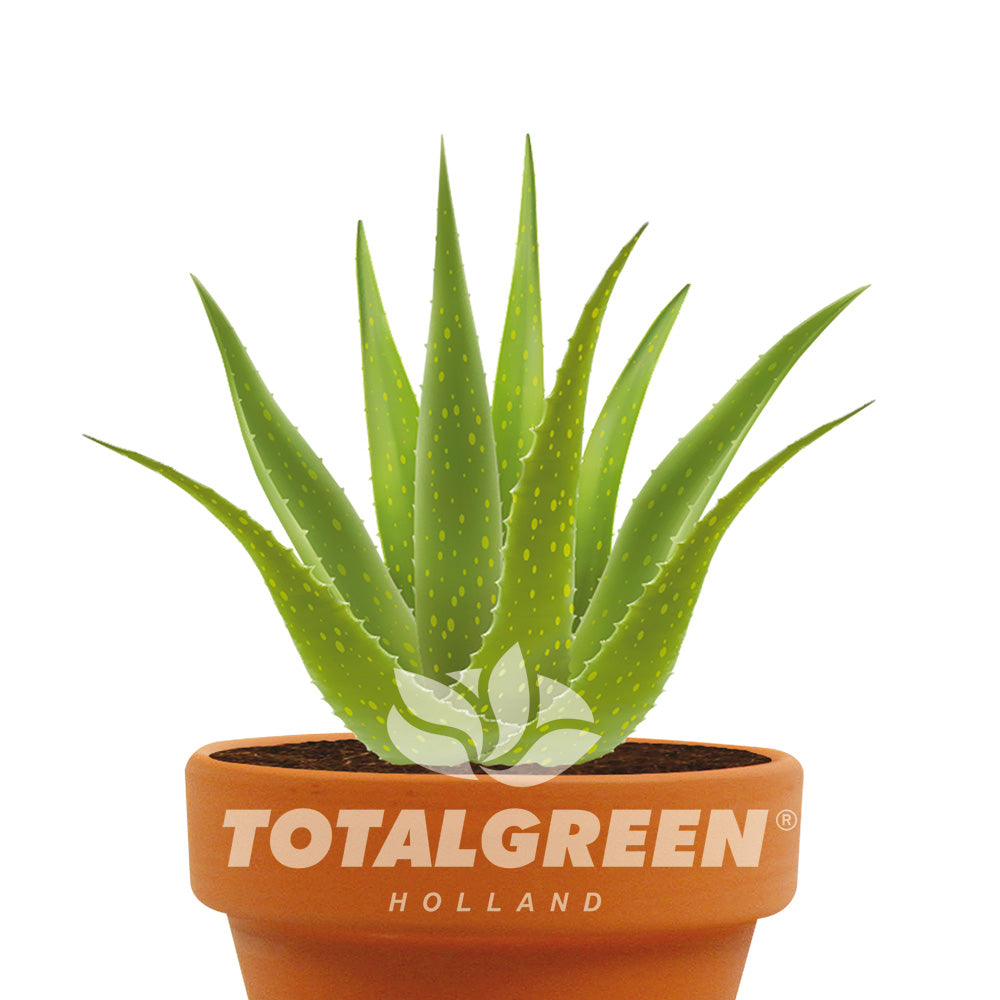 aloe vera plant kit Aloe Gift Grow Kit