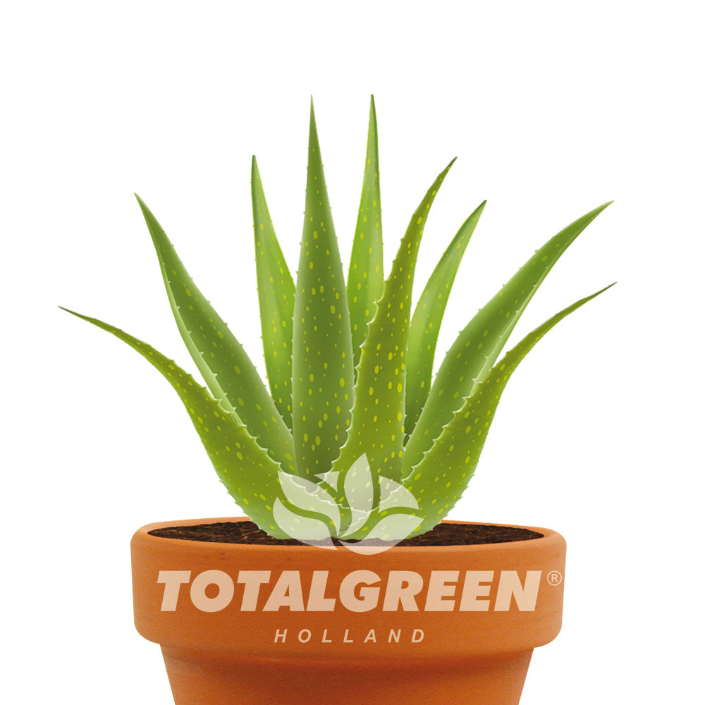 Aloe Gift Grow Kit