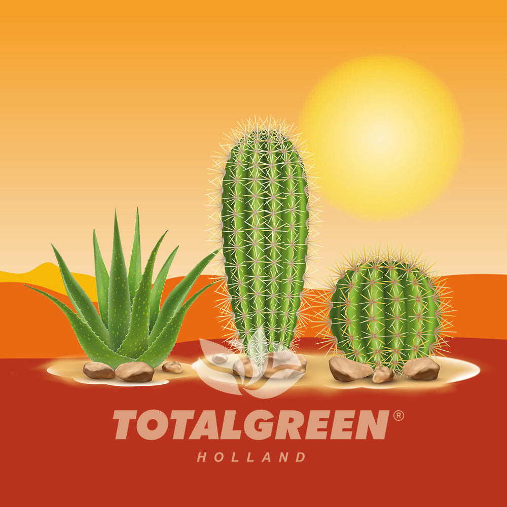 Mini Starter Garden Cactus Mix