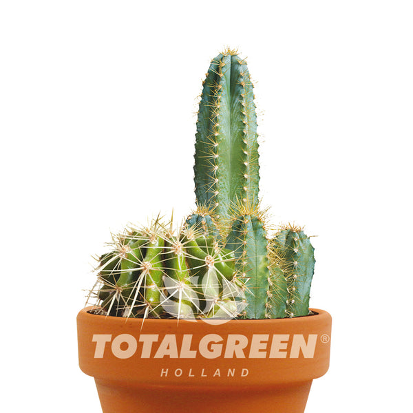 Cactus Mix Gift Grow Kit - TotalGreen Holland