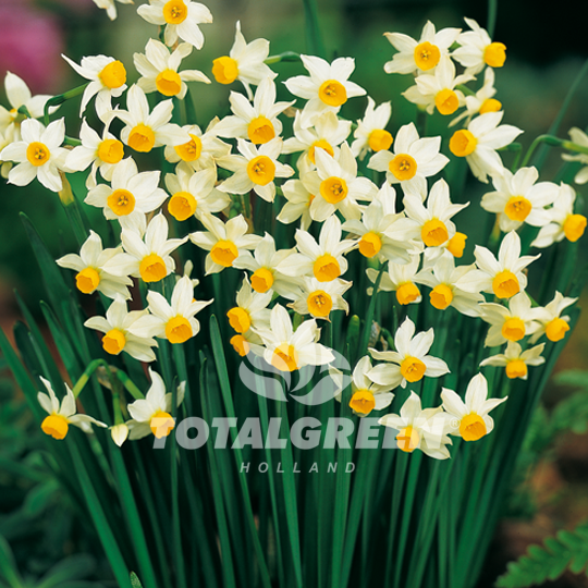Narcissi Canaliculatus